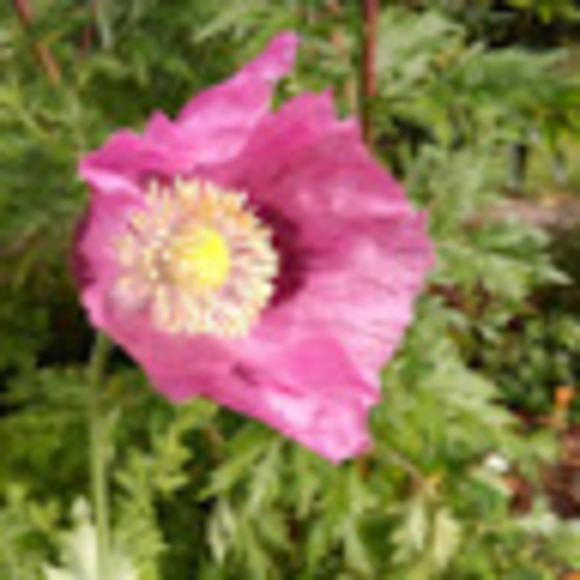 Meet your Posher, Ariel - Picture 1 of 1